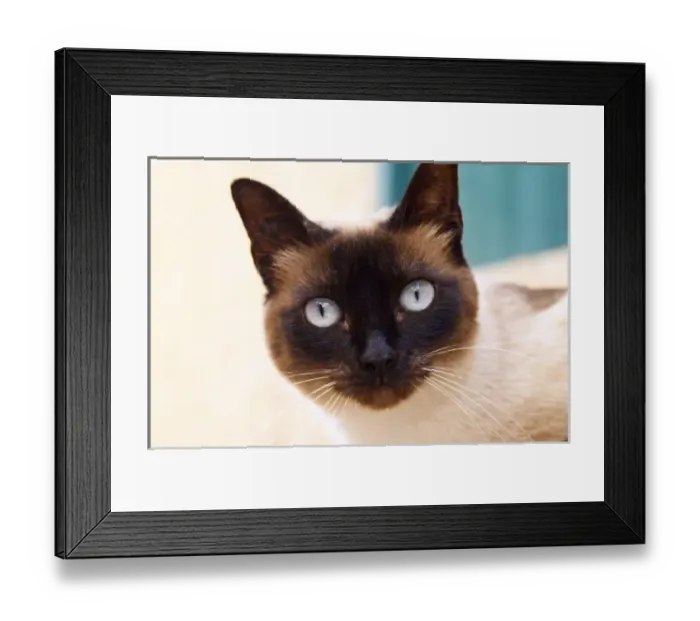 Framed Print : Collioure. Roussillon. A street cat. France. Europe