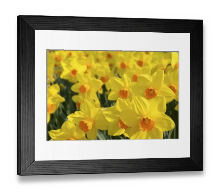 Framed Print : Europe, Netherlands, Holland Framed Print : Europe, Netherlands, Holland