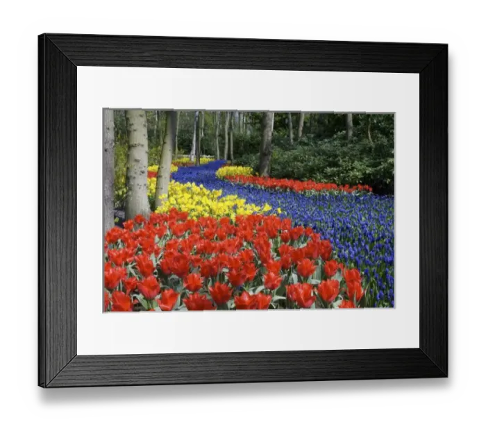 Framed Print : Netherlands, Holland, Lisse, Keukenhof Gardens Framed Print : Netherlands, Holland, Lisse, Keukenhof Gardens