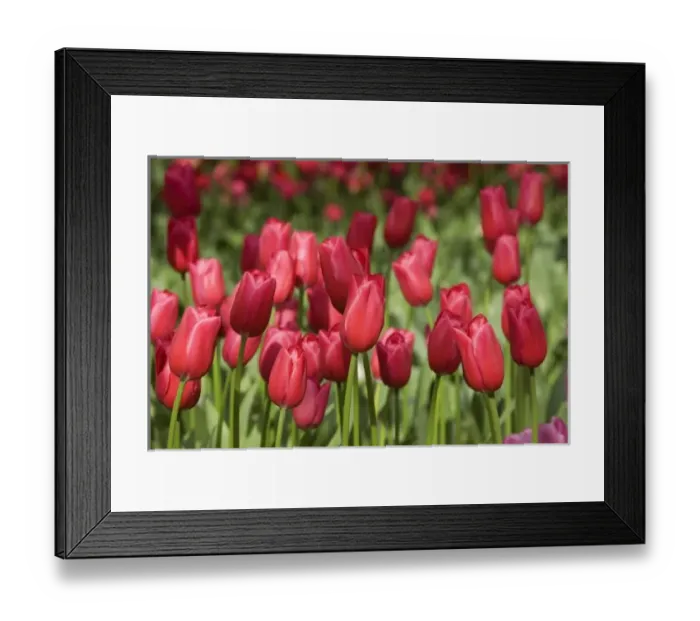 Framed Print : Netherlands (aka Holland), Lisse. Keukenhof Gardens, the worlds largest bulb Framed Print : Netherlands (aka Holland), Lisse. Keukenhof Gardens, the worlds largest bulb