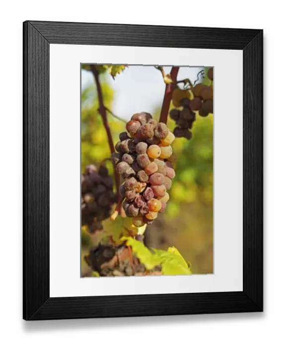 Framed Print : A moldy Semillon Framed Print : A moldy Semillon