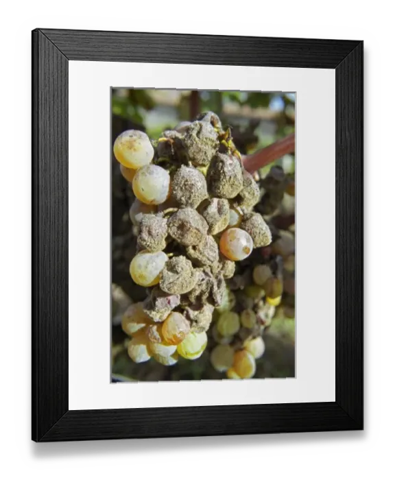 Framed Print : Semillon grapes