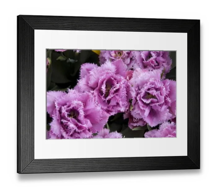 Framed Print : Netherlands (aka Holland), Lisse. Keukenhof Gardens, the worlds largest bulb