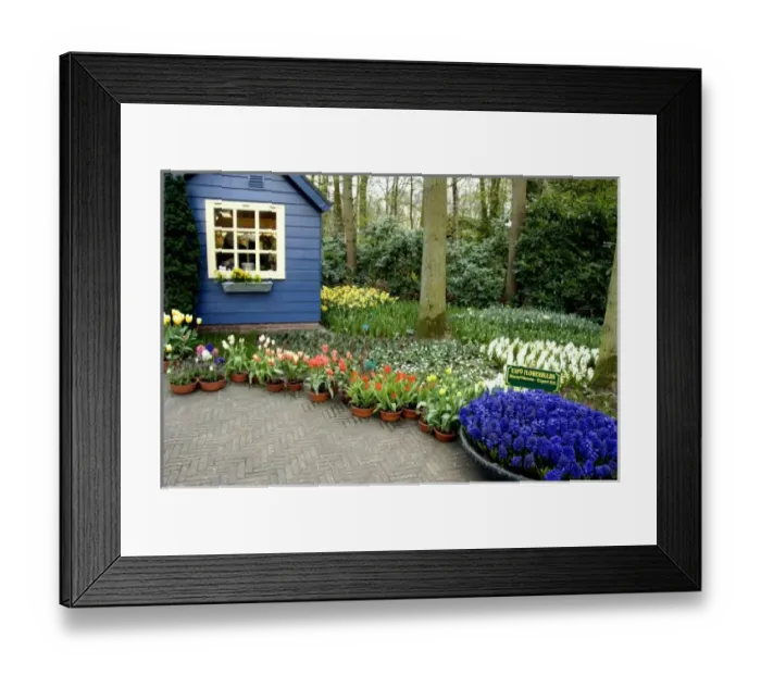 Framed Print : Netherlands (aka Holland), Lisse. Keukenhof Gardens, the worlds largest bulb Framed Print : Netherlands (aka Holland), Lisse. Keukenhof Gardens, the worlds largest bulb