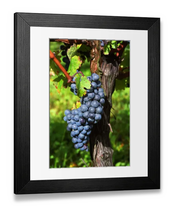 Framed Print : A bunch of grapes Framed Print : A bunch of grapes