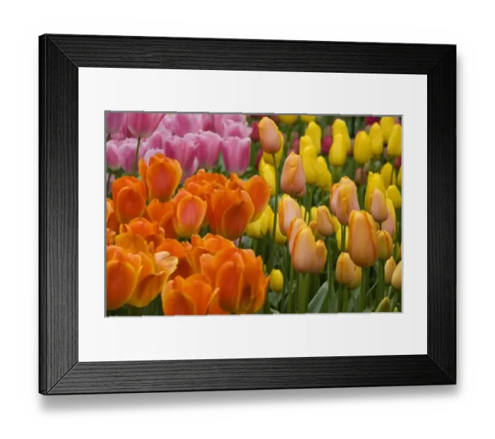 Framed Print : Netherlands (aka Holland), Lisse. Keukenhof Gardens, the worlds largest bulb