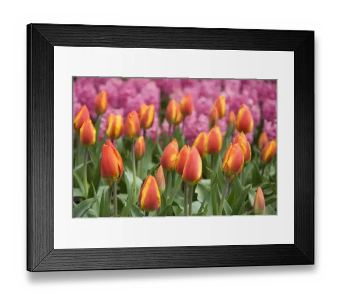 Framed Print : Netherlands (aka Holland), Lisse. Keukenhof Gardens, the worlds largest bulb Framed Print : Netherlands (aka Holland), Lisse. Keukenhof Gardens, the worlds largest bulb