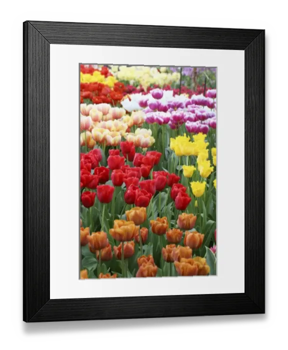Framed Print : Keukenhof Gardens, Holland, specializes in tulips, crocus and tourism Framed Print : Keukenhof Gardens, Holland, specializes in tulips, crocus and tourism