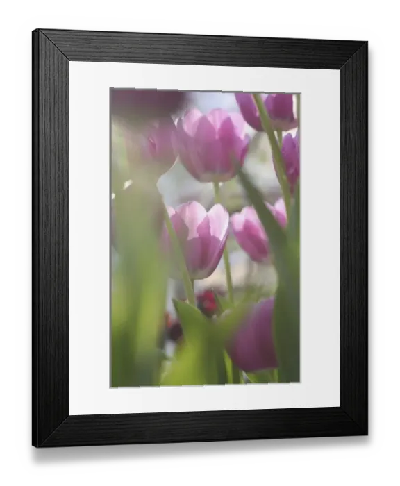 Framed Print : Tulips, Keukenhoff