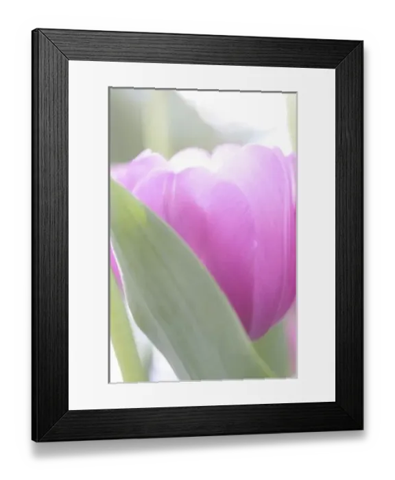 Framed Print : Tulips, Keukenhoff Gardens, Netherlands Framed Print : Tulips, Keukenhoff Gardens, Netherlands