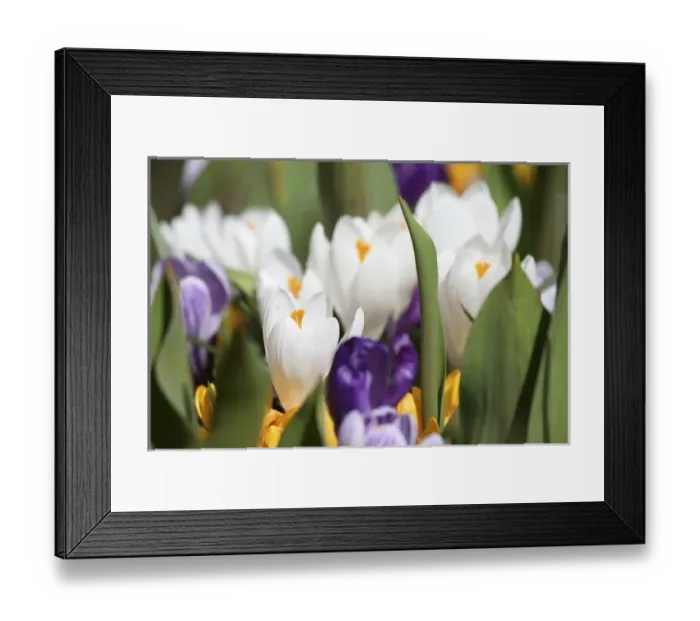 Framed Print : Netherlands, Keukenhoff Framed Print : Netherlands, Keukenhoff