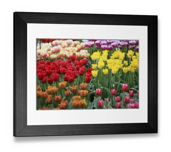 Framed Print : Netherlands, Keukenhoff Gardens, tulips