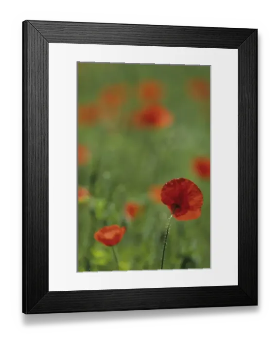 Framed Print : Portugal, Barcelos. Red poppies in meadow Framed Print : Portugal, Barcelos. Red poppies in meadow