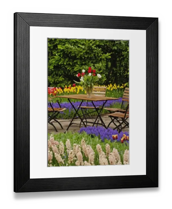 Framed Print : Tulips of table Framed Print : Tulips of table