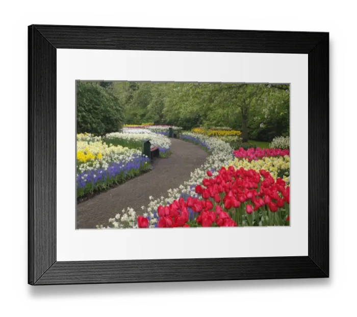 Framed Print : Sidewalk through tulips, daffodils, and hyacinth flowers, Keukenhof Gardens, Lisse Framed Print : Sidewalk through tulips, daffodils, and hyacinth flowers, Keukenhof Gardens, Lisse