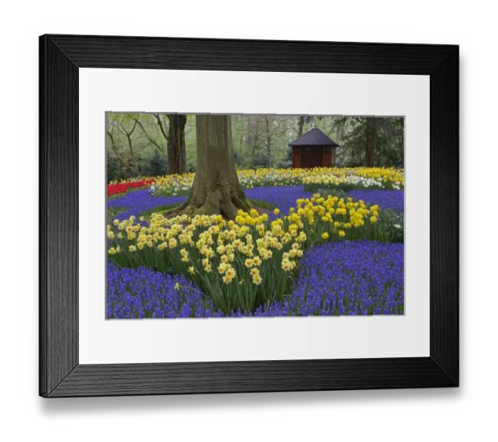 Framed Print : Daffodils, grape hyacinth, and tulip garden, Garden of rhododendron, daffodils, tulips Framed Print : Daffodils, grape hyacinth, and tulip garden, Garden of rhododendron, daffodils, tulips