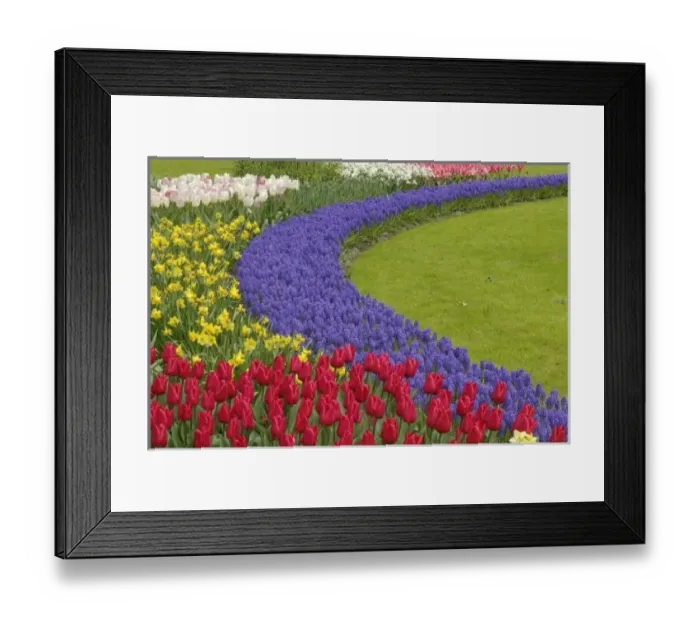 Framed Print : Tulip and Grape Hyacinth and daffodil garden, Keukenhof Gardens, Lisse, Netherlands Framed Print : Tulip and Grape Hyacinth and daffodil garden, Keukenhof Gardens, Lisse, Netherlands