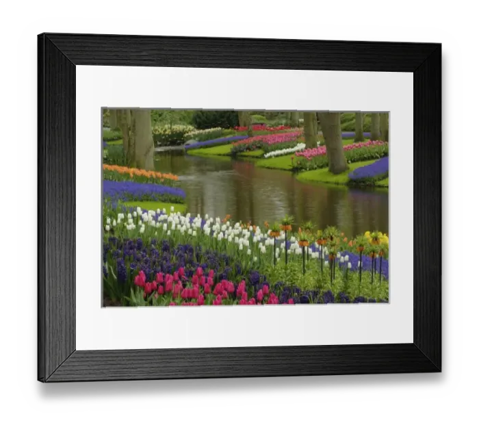 Framed Print : Tulip and hyacinth Framed Print : Tulip and hyacinth
