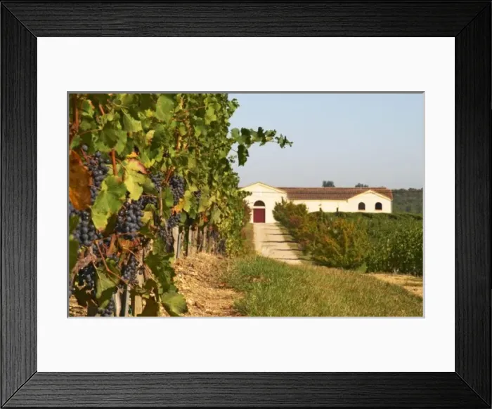 Framed Print : Vineyards, petit Framed Print : Vineyards, petit