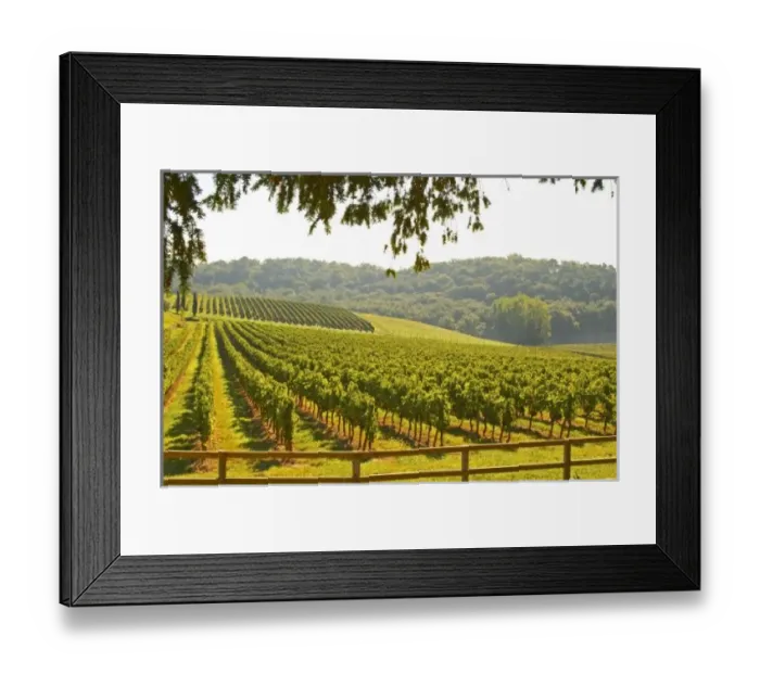 Framed Print : The vineyard Framed Print : The vineyard