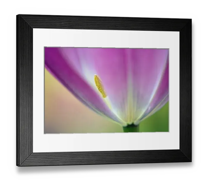Framed Print : Close-up of underside of tulip flower, Kuekenhof Gardens, Lisse, Netherlands, Holland Framed Print : Close-up of underside of tulip flower, Kuekenhof Gardens, Lisse, Netherlands, Holland