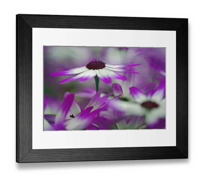 Framed Print : Close-up of purple flower, Keukenhof Garden, Lisse, Netherlands, Holland Framed Print : Close-up of purple flower, Keukenhof Garden, Lisse, Netherlands, Holland