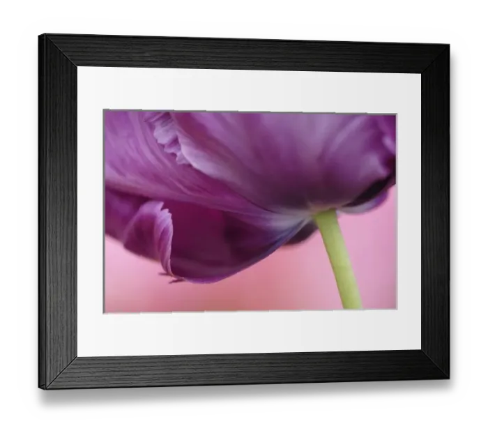 Framed Print : Close-up of underside of tulip flower, Kuekenhof Gardens, Lisse, Netherlands, Holland Framed Print : Close-up of underside of tulip flower, Kuekenhof Gardens, Lisse, Netherlands, Holland