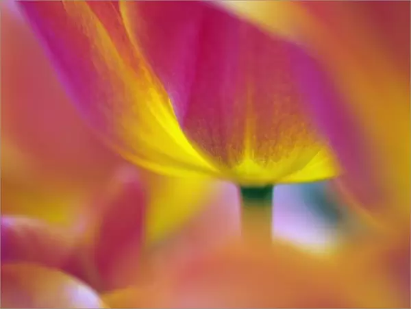 Close-up of underside of tulip flower, Kuekenhof Gardens, Lisse, Netherlands, Holland