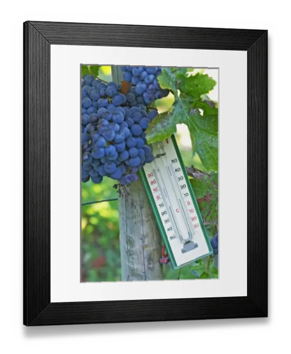 Framed Print : Merlot grapes at Chateau la Grave Figeac, a thermometer can be useful to know how Framed Print : Merlot grapes at Chateau la Grave Figeac, a thermometer can be useful to know how