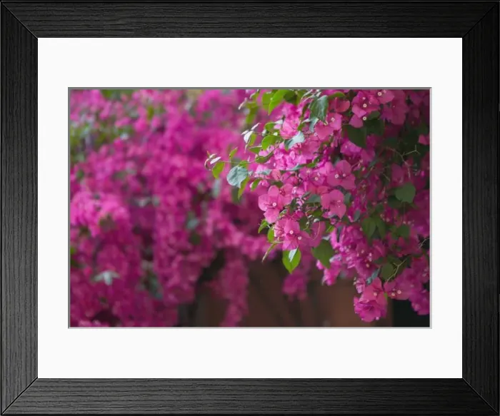 Framed Print : Italy, Sicily, Cefalu, Flowered Courtyard by Piazza Duomo Framed Print : Italy, Sicily, Cefalu, Flowered Courtyard by Piazza Duomo