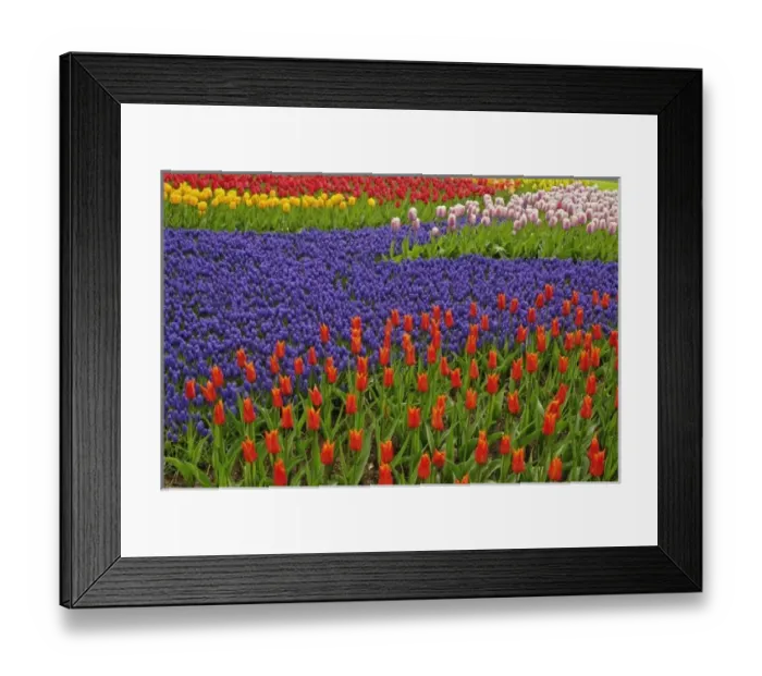 Framed Print : Pattern of tulips and grape hyacinth flowers, Keukenhof Gardens, Lisse, Netherlands