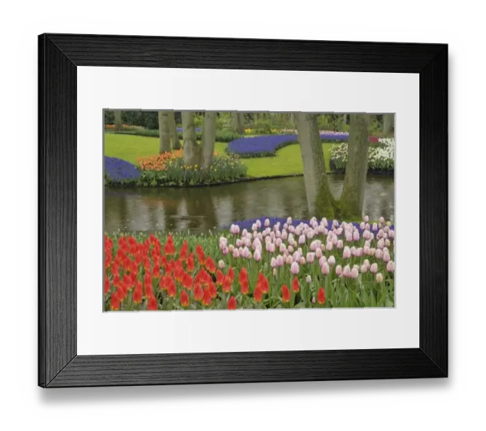 Framed Print : Pattern of tulips and grape hyacinth flowers, Keukenhof Gardens, Lisse, Netherlands Framed Print : Pattern of tulips and grape hyacinth flowers, Keukenhof Gardens, Lisse, Netherlands