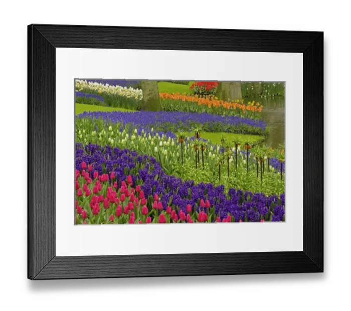 Framed Print : Pattern of tulips Framed Print : Pattern of tulips