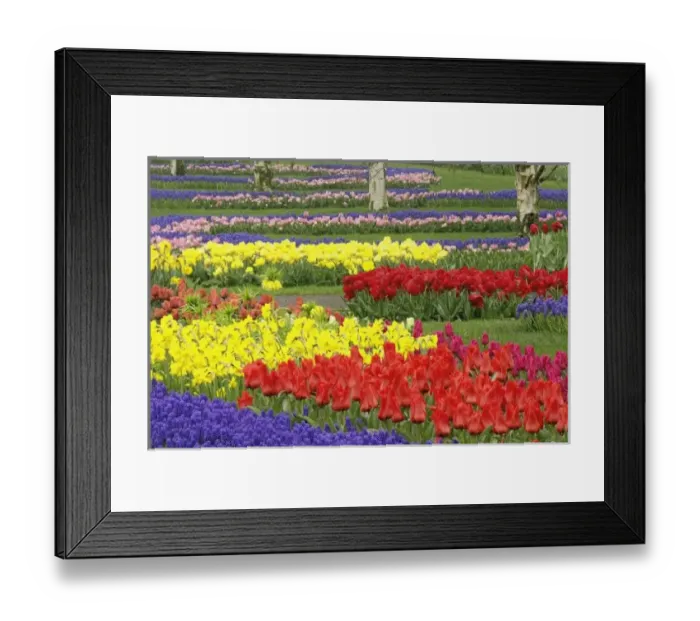 Framed Print : Tulips, Grape Hyacinth, and Daffodils, Keukenhof Gardens, Lisse, Netherlands Framed Print : Tulips, Grape Hyacinth, and Daffodils, Keukenhof Gardens, Lisse, Netherlands