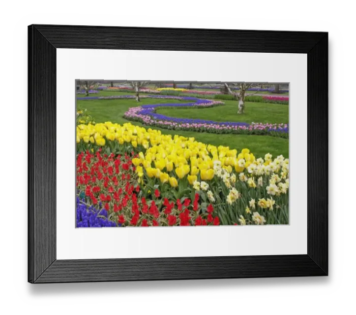 Framed Print : Tulips, Grape Hyacinth Framed Print : Tulips, Grape Hyacinth