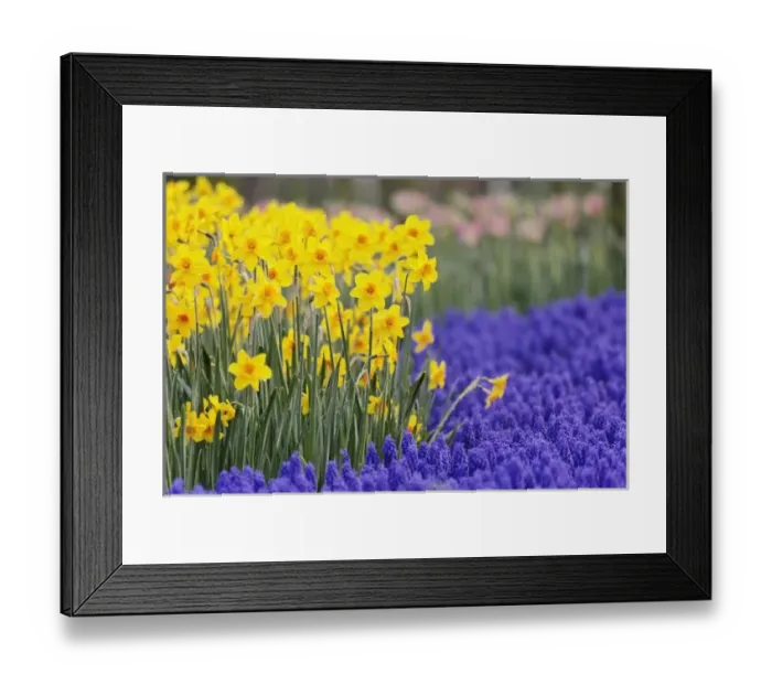 Framed Print : Daffodils and Grape Hyacinth, Keukenhof Gardens, Lisse, Netherlands