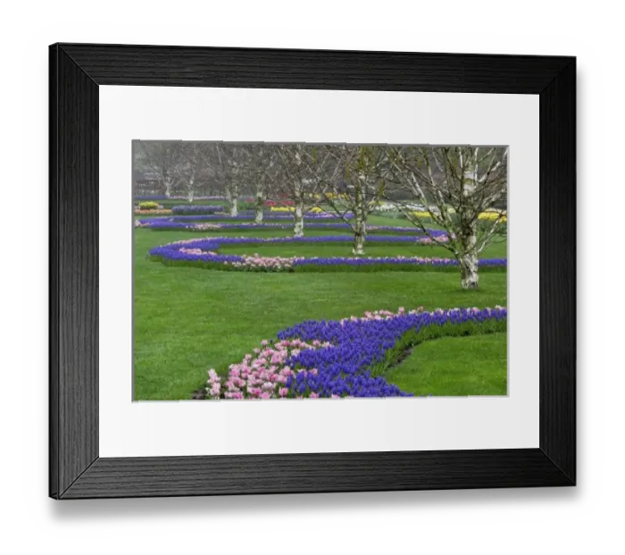 Framed Print : Pattern of tulips and Grape Hyacinth flowers, Keukenhof Gardens, Lisse, Netherlands Framed Print : Pattern of tulips and Grape Hyacinth flowers, Keukenhof Gardens, Lisse, Netherlands