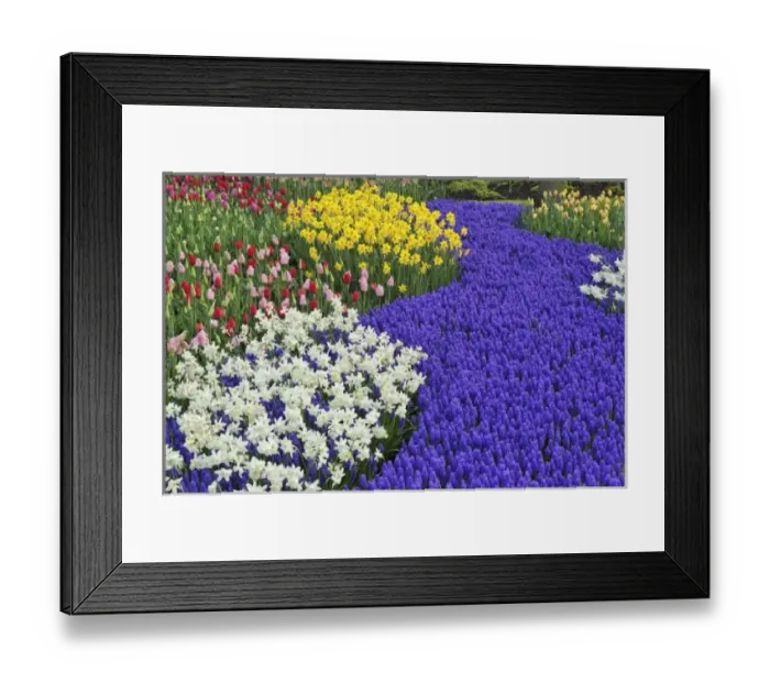 Framed Print : Daffodils and Grape Hyacinth, Keukenhof Gardens, Lisse, Netherlands Framed Print : Daffodils and Grape Hyacinth, Keukenhof Gardens, Lisse, Netherlands