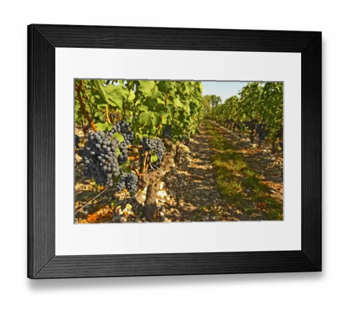 Framed Print : Cabernet Sauvignon