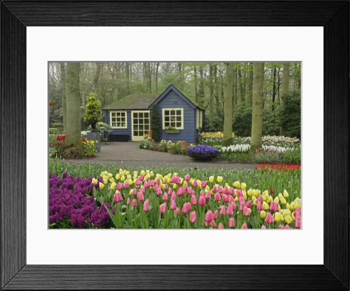 Framed Print : Small cottage flower