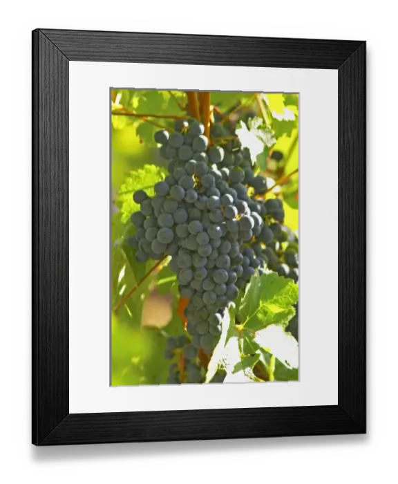 Framed Print : Europe, France Framed Print : Europe, France