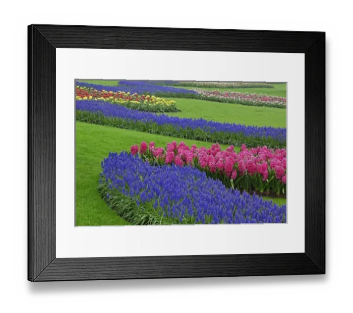 Framed Print : Pattern of Grape Hyacinth, tulips, and Hyacinth spp. Keukenhof Gardens, Lisse, Netherlands Framed Print : Pattern of Grape Hyacinth, tulips, and Hyacinth spp. Keukenhof Gardens, Lisse, Netherlands