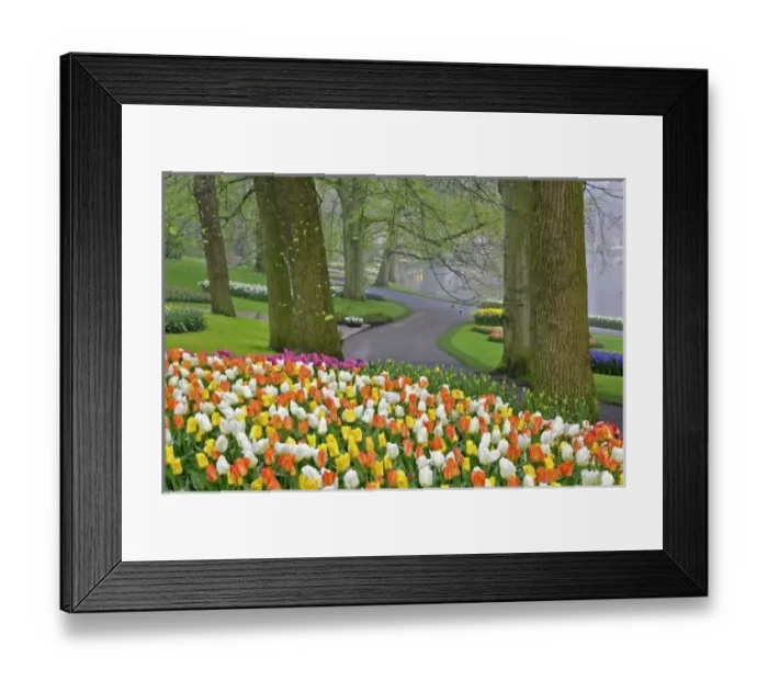 Framed Print : Tulips and roadway, Keukenhof Gardens, Lisse, Netherlands Framed Print : Tulips and roadway, Keukenhof Gardens, Lisse, Netherlands