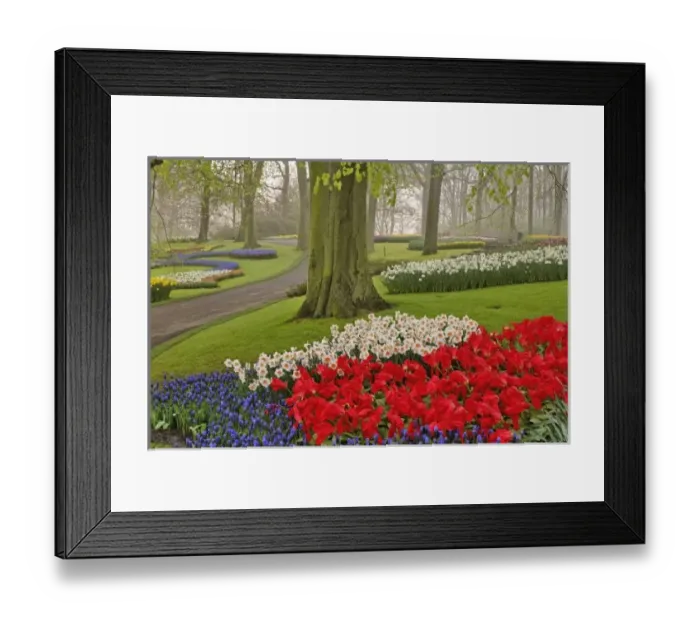 Framed Print : Tulips and daffodils, Keukenhof Gardens, Lisse, Netherlands