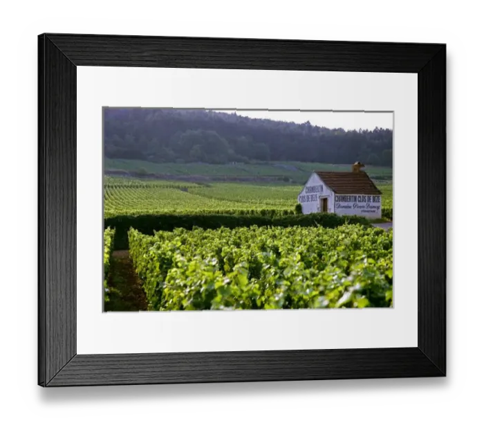 Framed Print : Chambertin Clos Framed Print : Chambertin Clos