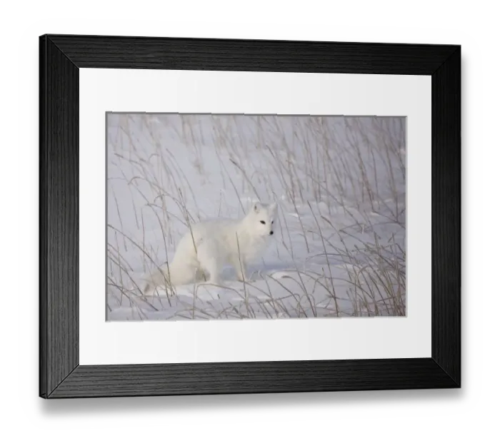 Framed Print : North America, Canada, Manitoba, Churchill. Arctic Fox Framed Print : North America, Canada, Manitoba, Churchill. Arctic Fox