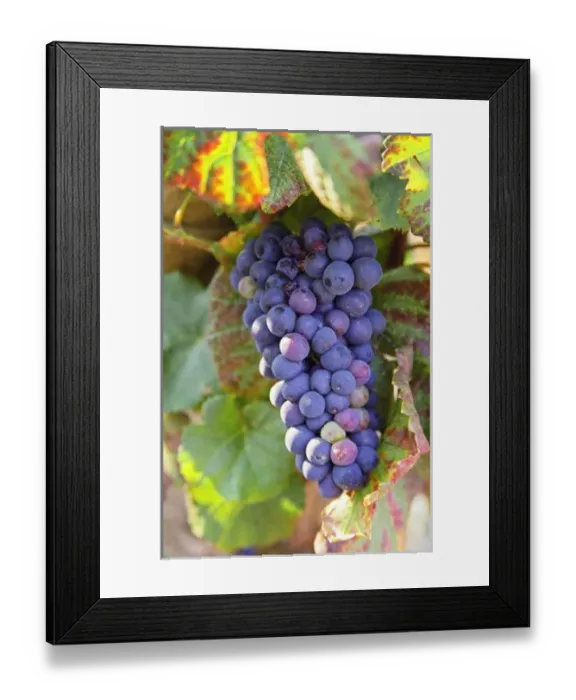 Framed Print : A bunch of Pinot Noir grapes in a Chambertin grand cru vineyard in Bourgogne Framed Print : A bunch of Pinot Noir grapes in a Chambertin grand cru vineyard in Bourgogne