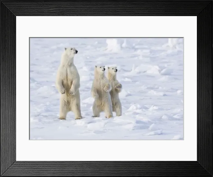 Framed Print : North America, Canada, Manitoba, Churchill. Polar Bear and cubs on alert