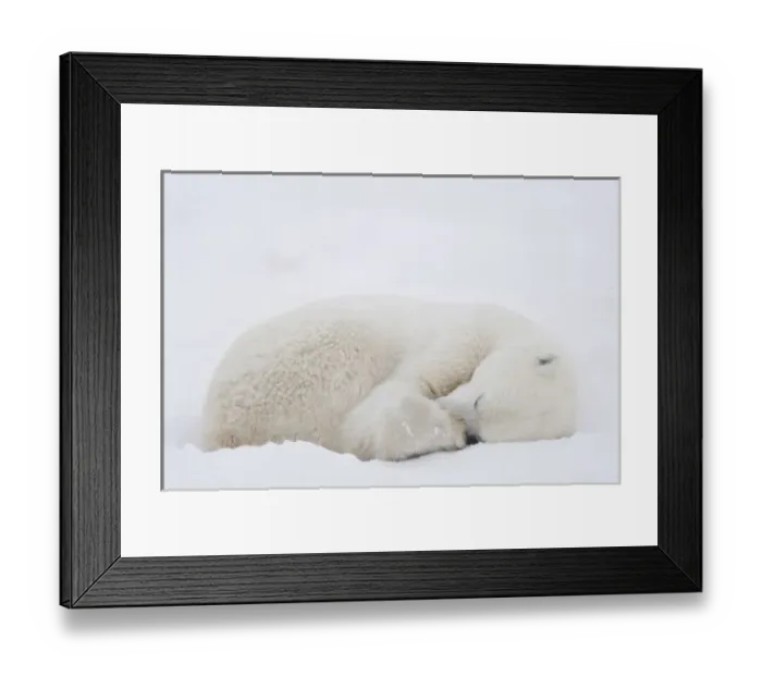 Framed Print : North America, Canada, Manitoba, Churchill. Polar Bear sleeping Framed Print : North America, Canada, Manitoba, Churchill. Polar Bear sleeping