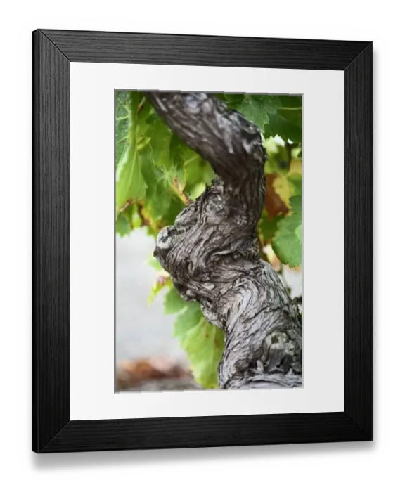 Framed Print : A branch of a very old vine with gnarled wrinkeled bark in Collioure, Languedoc-Roussillon Framed Print : A branch of a very old vine with gnarled wrinkeled bark in Collioure, Languedoc-Roussillon